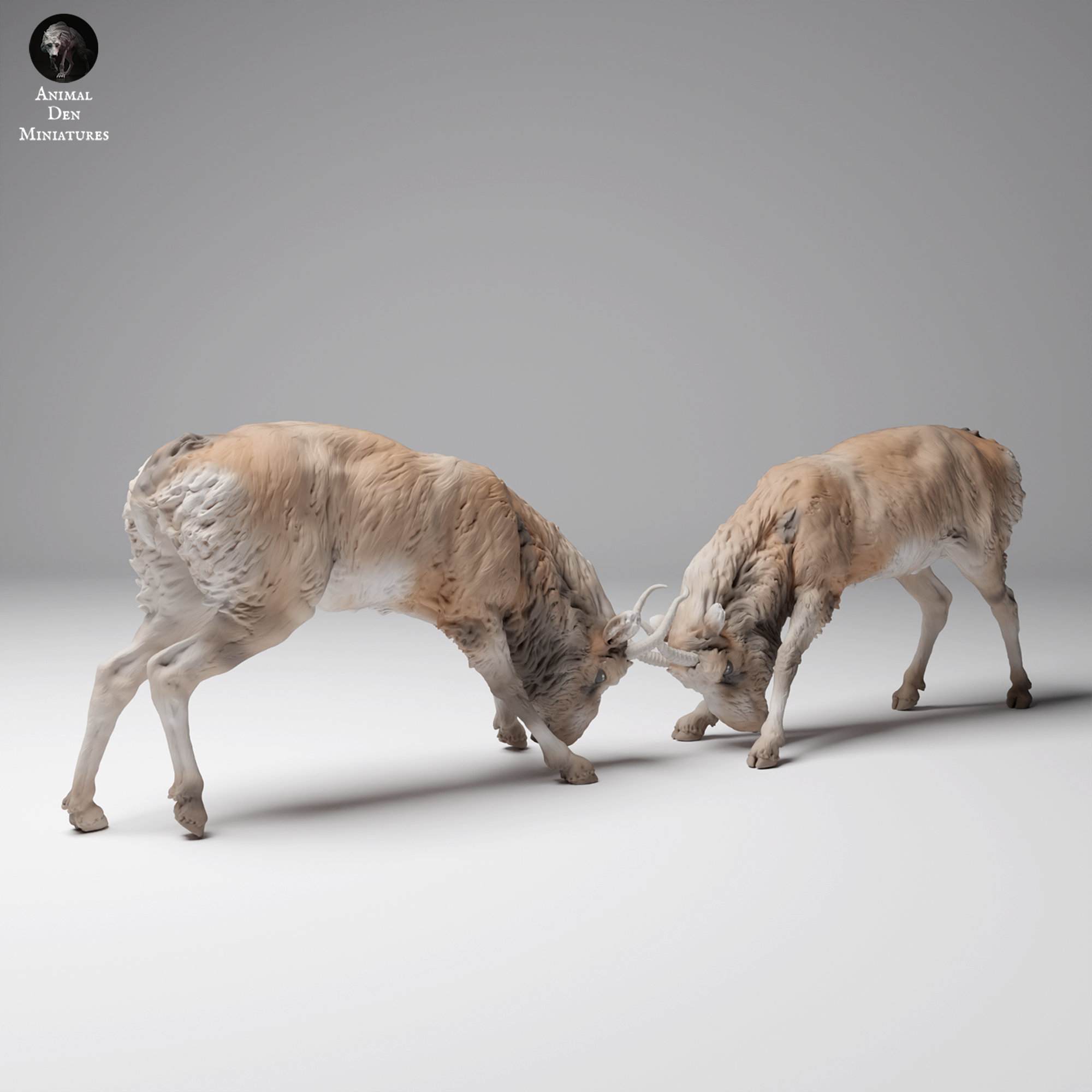 Mongolian Saiga Males Fight