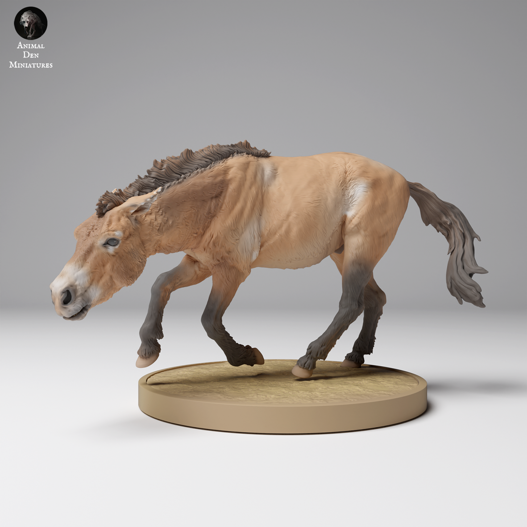 Przewalski’s Horse Running