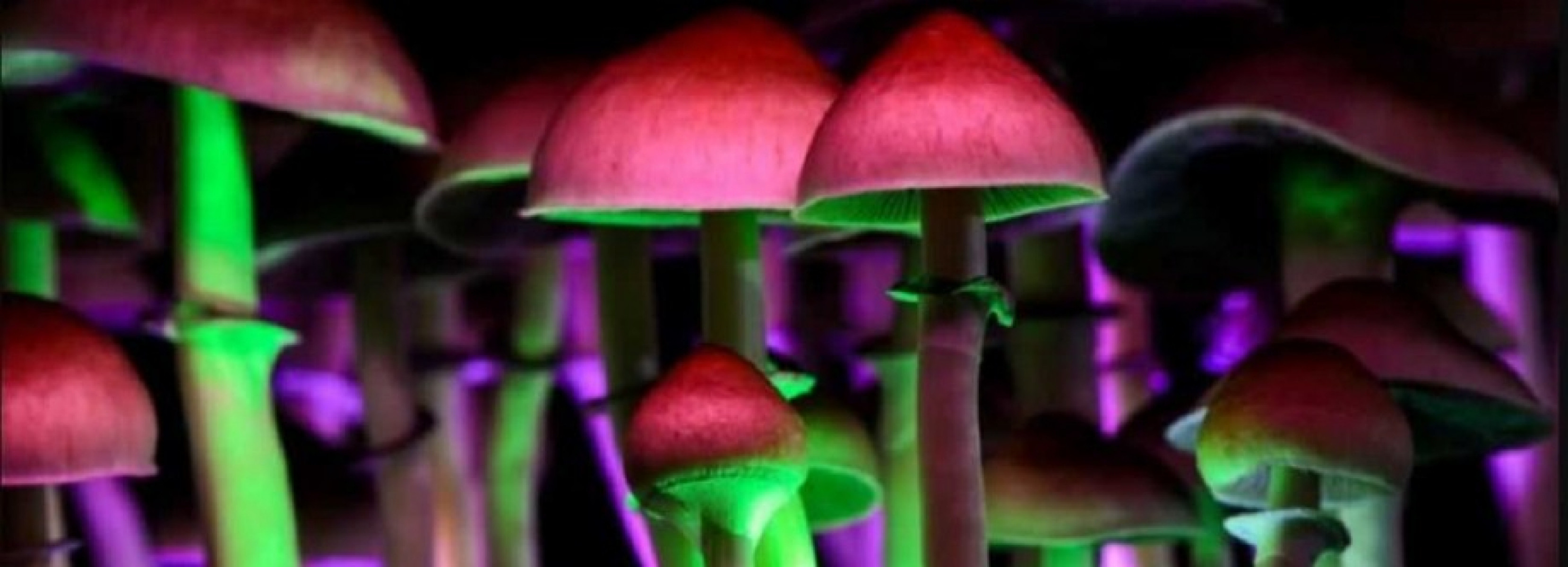 MyMiniFactory banner for @mushrooms